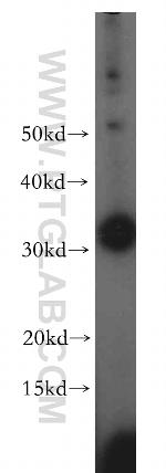 TMX2 Antibody in Western Blot (WB)