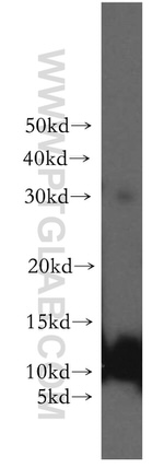 TMX2 Antibody in Western Blot (WB)