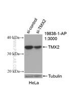TMX2 Antibody in Western Blot (WB)