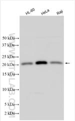 CENPM Antibody in Western Blot (WB)