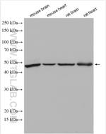 UBAC1 Antibody in Western Blot (WB)