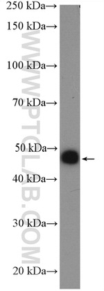 UBAC1 Antibody in Western Blot (WB)