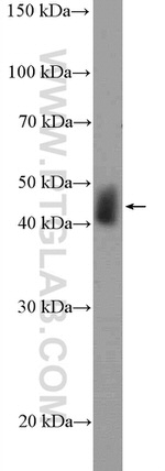 UBAC1 Antibody in Western Blot (WB)