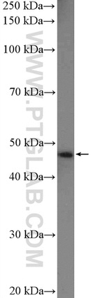 UBAC1 Antibody in Western Blot (WB)