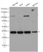 FAM50A Antibody in Western Blot (WB)