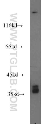 FAM50A Antibody in Western Blot (WB)