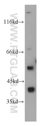 FAM50A Antibody in Western Blot (WB)