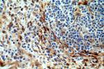 TMEM173/STING Antibody in Immunohistochemistry (Paraffin) (IHC (P))