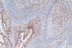 TMEM173/STING Antibody in Immunohistochemistry (Paraffin) (IHC (P))