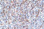 TMEM173/STING Antibody in Immunohistochemistry (Paraffin) (IHC (P))
