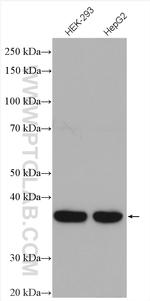 TMEM173/STING Antibody in Western Blot (WB)