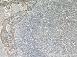TMEM173/STING Antibody in Immunohistochemistry (Paraffin) (IHC (P))