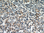 TMEM173/STING Antibody in Immunohistochemistry (Paraffin) (IHC (P))