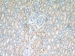 EFHD1 Antibody in Immunohistochemistry (Paraffin) (IHC (P))