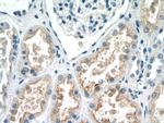 EFHD1 Antibody in Immunohistochemistry (Paraffin) (IHC (P))