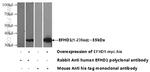 EFHD1 Antibody in Western Blot (WB)