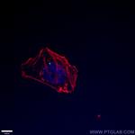 PCM1 Antibody in Immunocytochemistry (ICC/IF)