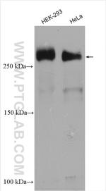 PCM1 Antibody in Western Blot (WB)