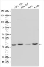 SMUG1 Antibody in Western Blot (WB)