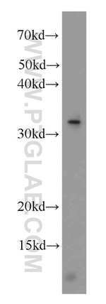 ALKBH4 Antibody in Western Blot (WB)