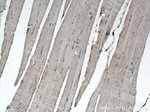 PHD2 Antibody in Immunohistochemistry (Paraffin) (IHC (P))