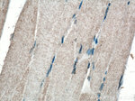 PHD2 Antibody in Immunohistochemistry (Paraffin) (IHC (P))
