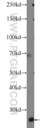 COX4NB Antibody in Western Blot (WB)