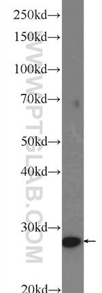 COX4NB Antibody in Western Blot (WB)