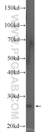 COX4NB Antibody in Western Blot (WB)