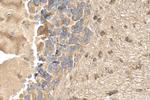 SNRNP25 Antibody in Immunohistochemistry (Paraffin) (IHC (P))