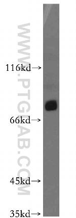 ASUN Antibody in Western Blot (WB)