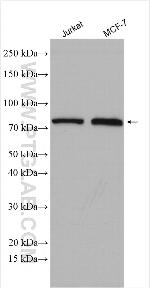 ASUN Antibody in Western Blot (WB)