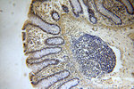 RFWD3 Antibody in Immunohistochemistry (Paraffin) (IHC (P))