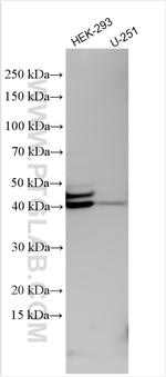 SI-CLP, CHID1 Antibody in Western Blot (WB)