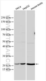 GTL3 Antibody in Western Blot (WB)