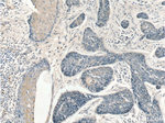 C11orf79 Antibody in Immunohistochemistry (Paraffin) (IHC (P))