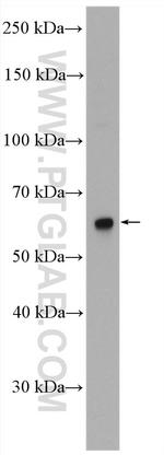 NUPL1 Antibody in Western Blot (WB)