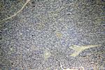CHCHD7 Antibody in Immunohistochemistry (Paraffin) (IHC (P))