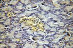CHCHD7 Antibody in Immunohistochemistry (Paraffin) (IHC (P))
