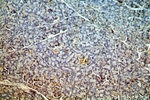 C20orf149 Antibody in Immunohistochemistry (Paraffin) (IHC (P))
