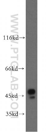 BZW1 Antibody in Western Blot (WB)