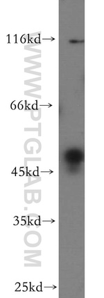 BZW1 Antibody in Western Blot (WB)