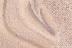 TMEM175 Antibody in Immunohistochemistry (Paraffin) (IHC (P))