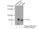 CEP72 Antibody in Immunoprecipitation (IP)