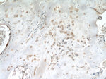 CALHM2 Antibody in Immunohistochemistry (Paraffin) (IHC (P))