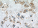 CALHM2 Antibody in Immunohistochemistry (Paraffin) (IHC (P))