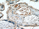 CALHM2 Antibody in Immunohistochemistry (Paraffin) (IHC (P))