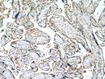 CALHM2 Antibody in Immunohistochemistry (Paraffin) (IHC (P))