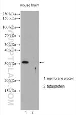 CALHM2 Antibody in Western Blot (WB)