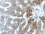 CYP1A2 Antibody in Immunohistochemistry (Paraffin) (IHC (P))